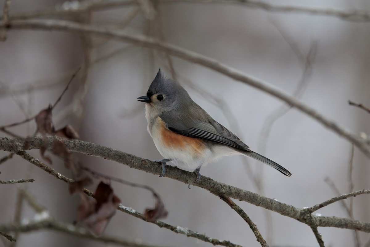 Tufted Titmouse - ML647235384