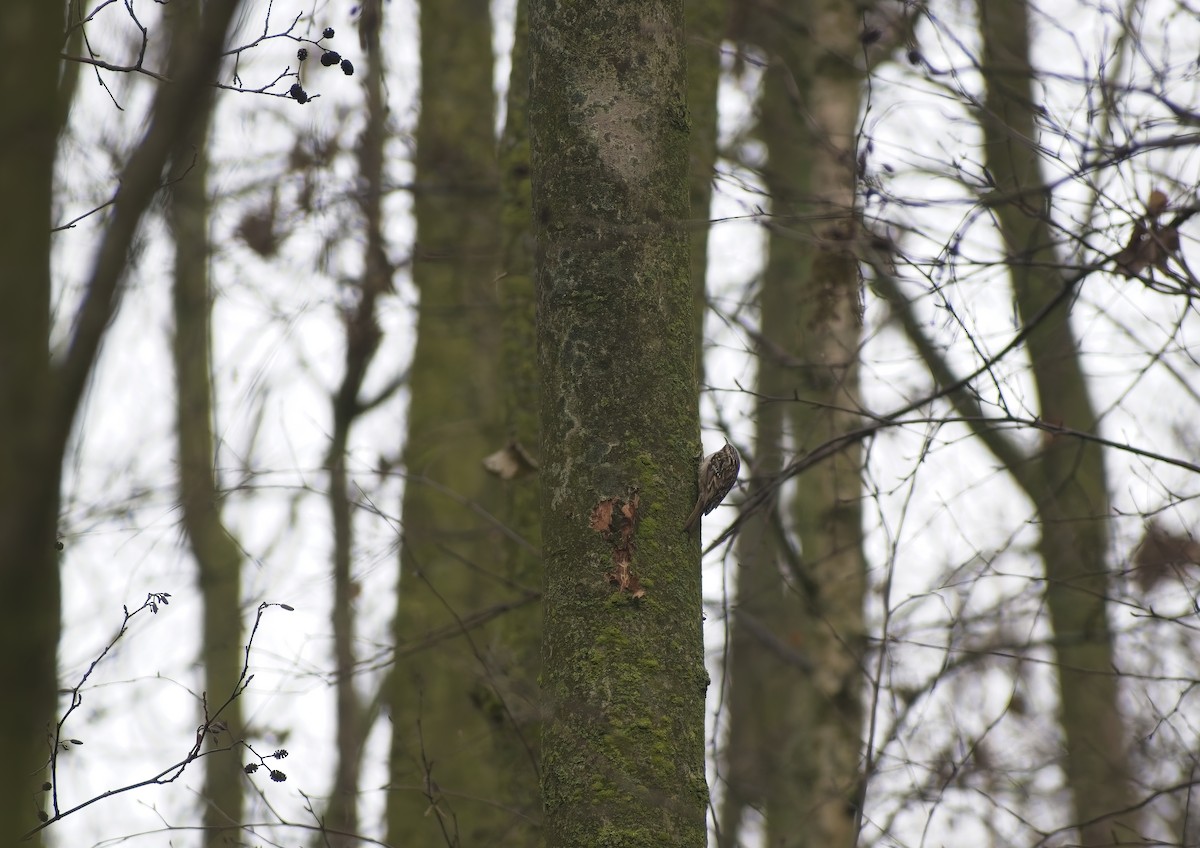 タンシキバシリ - ML647235405