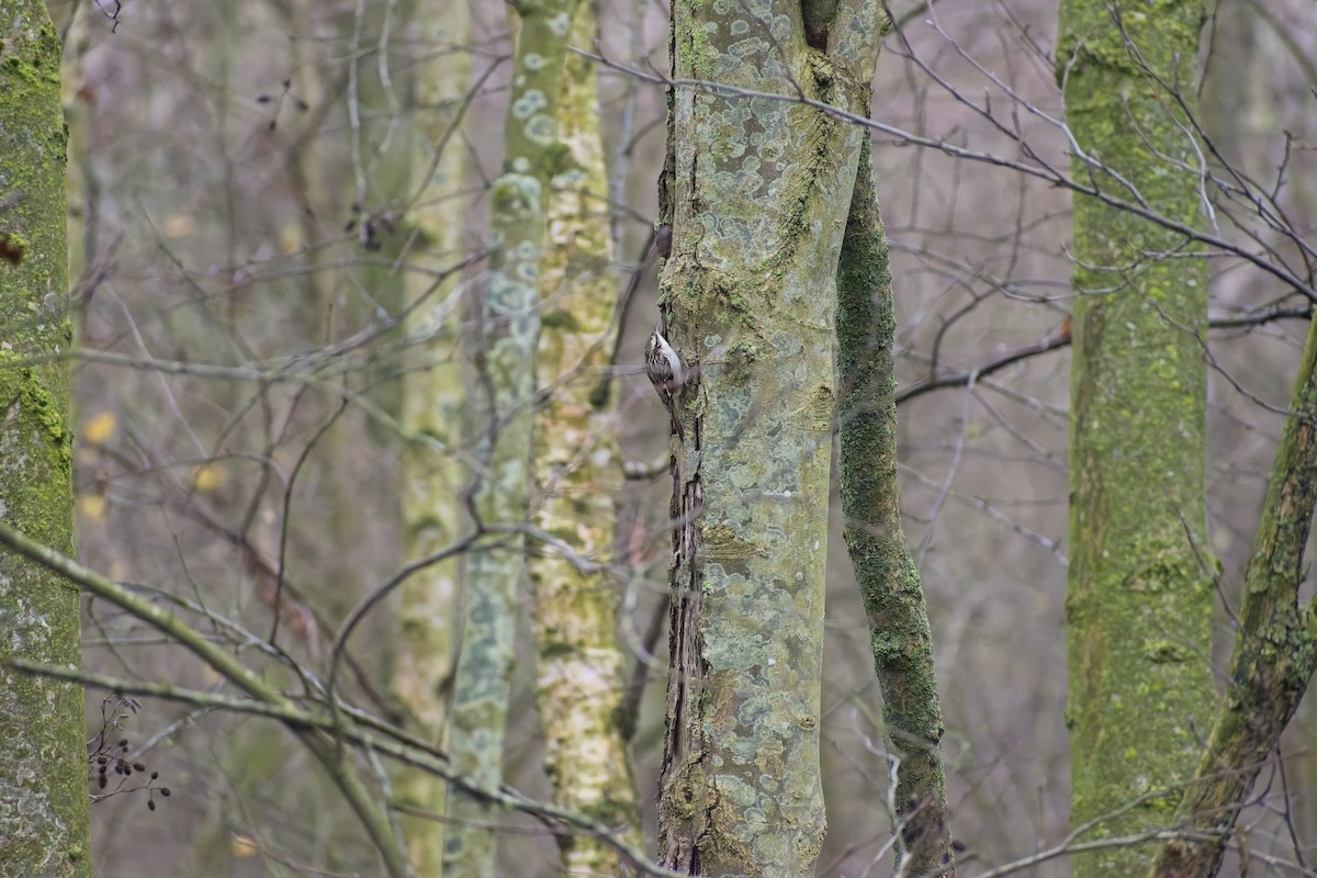タンシキバシリ - ML647235406