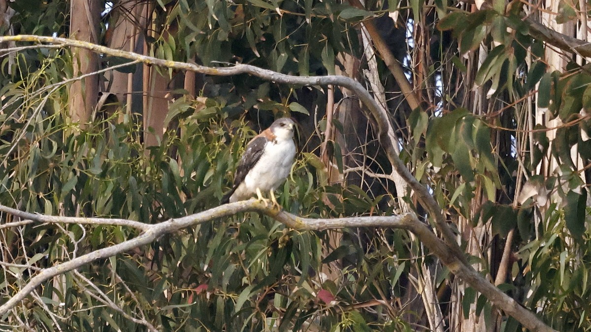 Variable Hawk - ML647235410