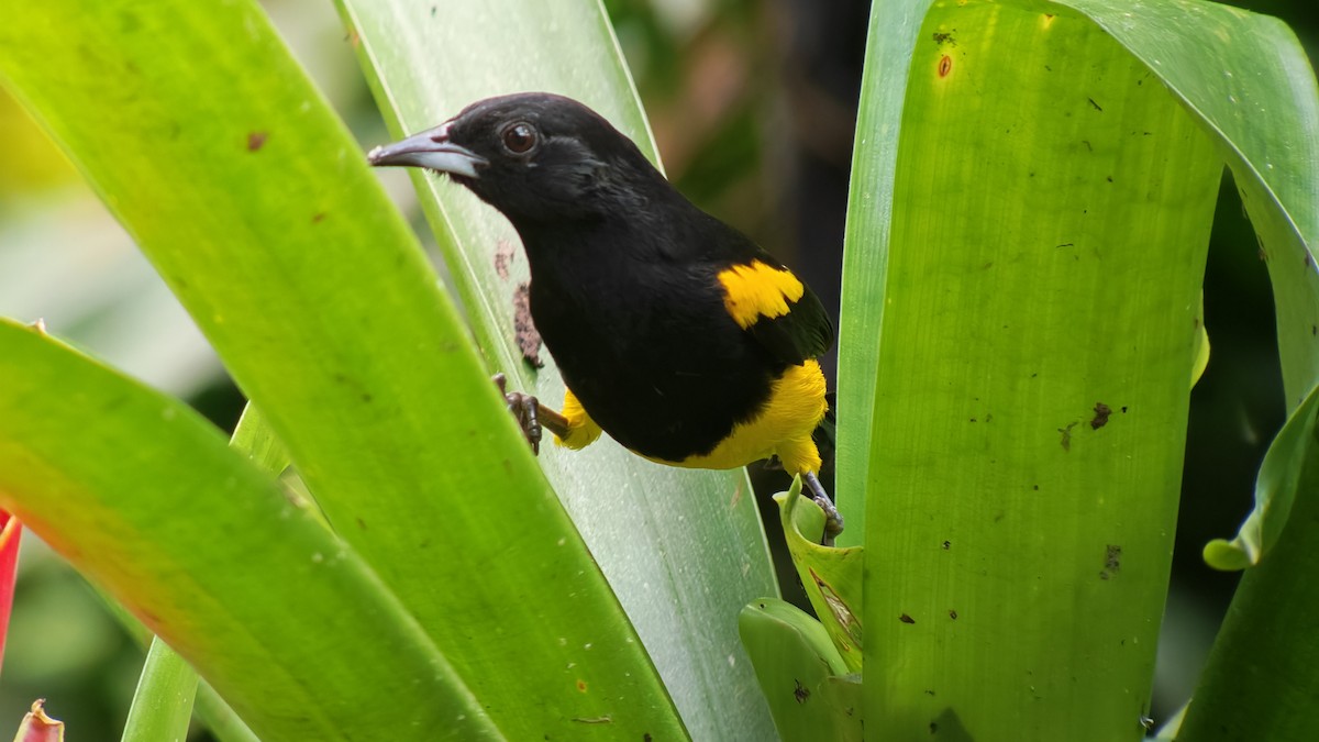 Black-cowled Oriole - ML647235411