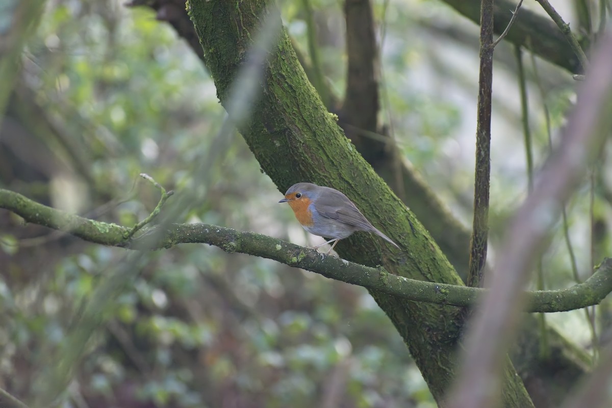 European Robin - ML647235413