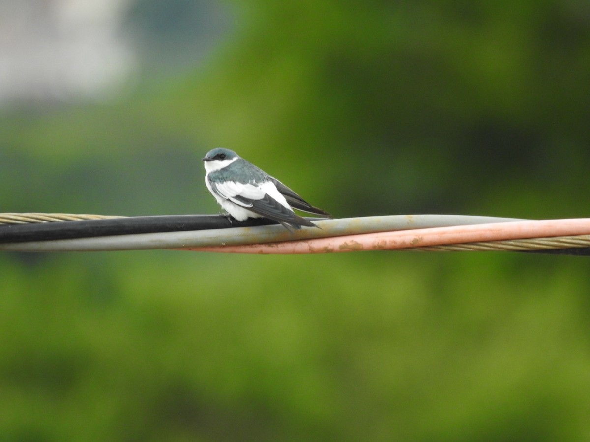 White-winged Swallow - ML647235426