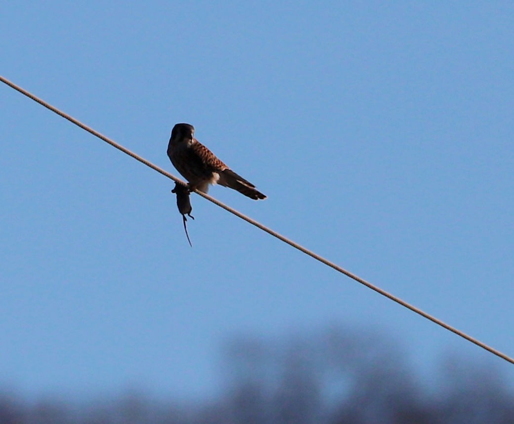 Воробьиная пустельга - ML647235435