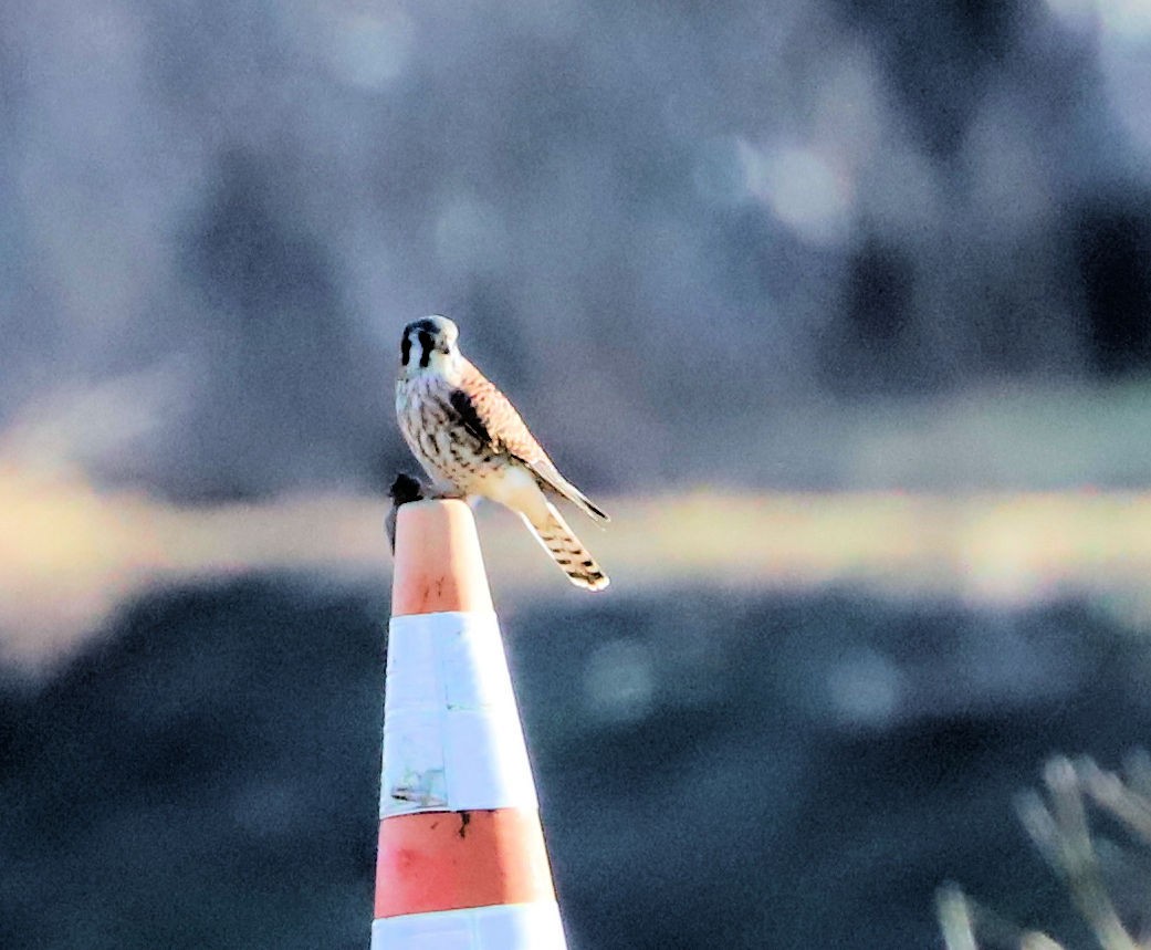 Воробьиная пустельга - ML647235449