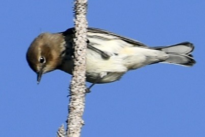 Yellow-rumped Warbler (Myrtle) - ML647235451