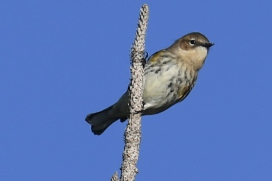 Yellow-rumped Warbler (Myrtle) - ML647235452