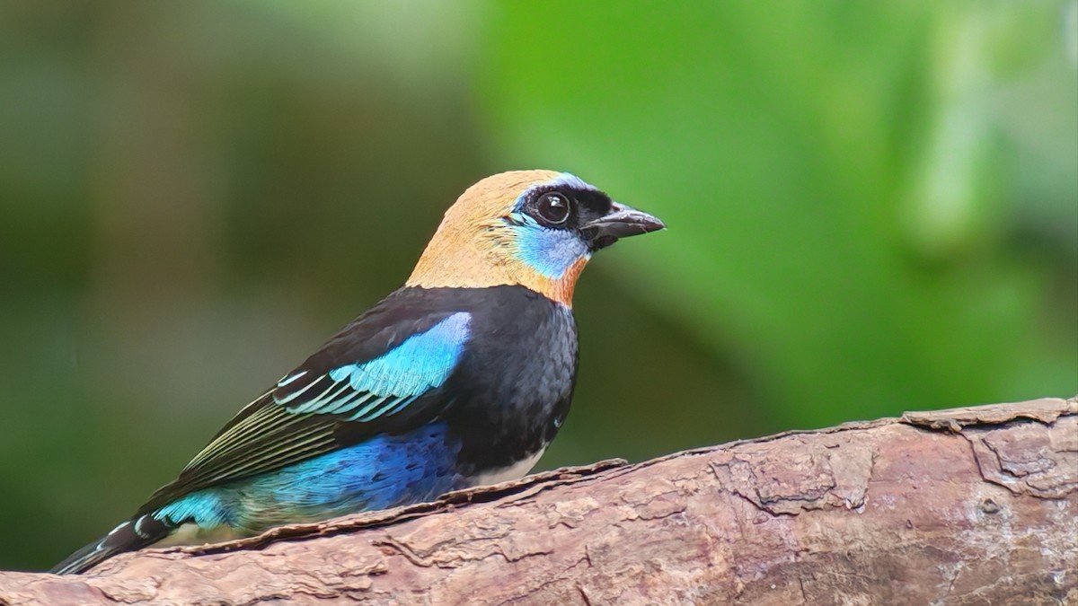 Golden-hooded Tanager - ML647235455