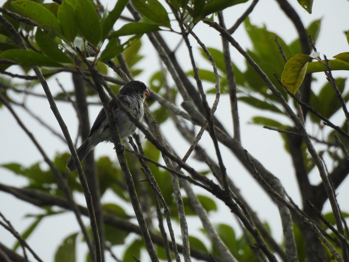 White-bellied Seedeater - ML647235457
