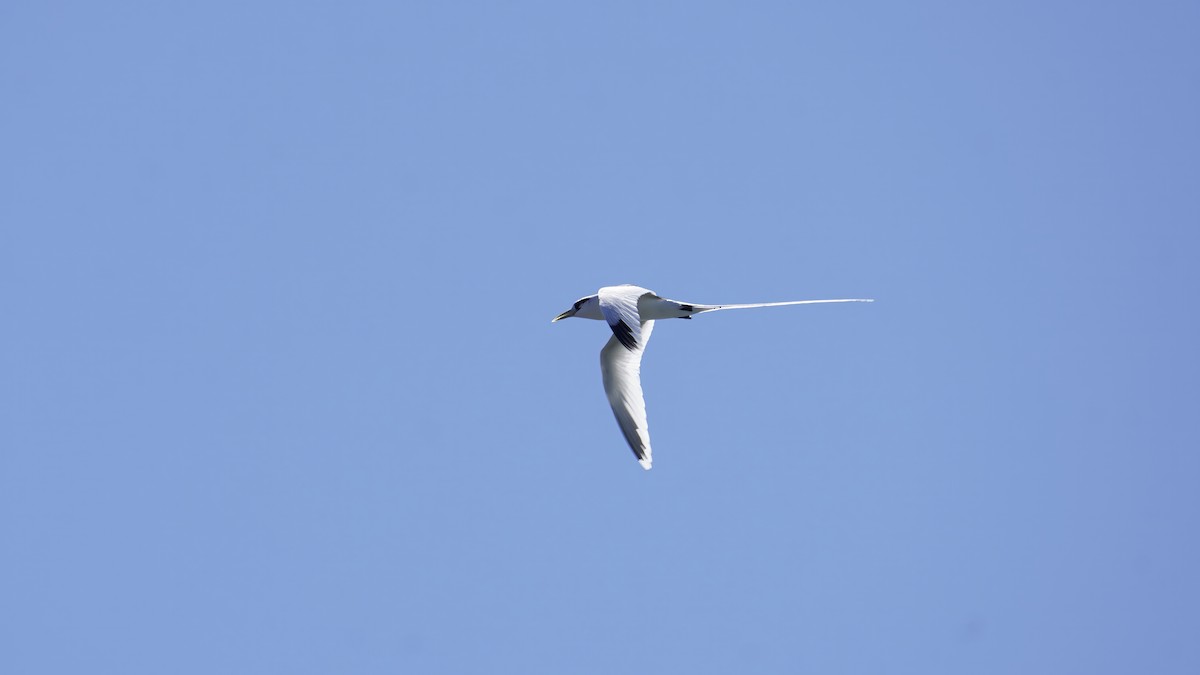 White-tailed Tropicbird - ML647235458