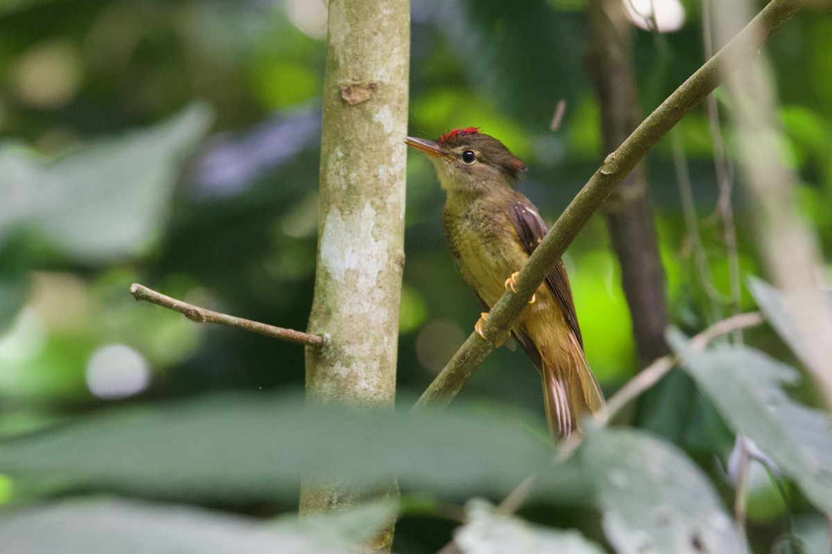 Tropical Royal Flycatcher (Amazonian) - ML647235470
