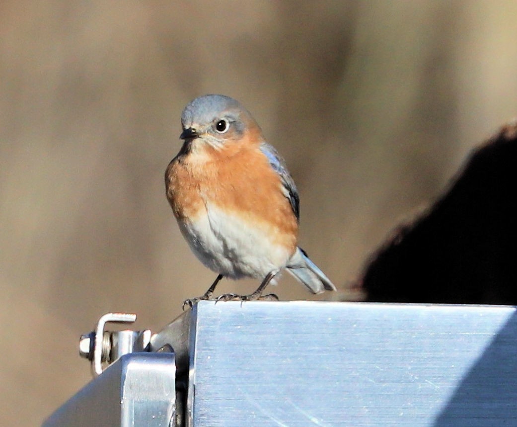 Восточная сиалия - ML647235473