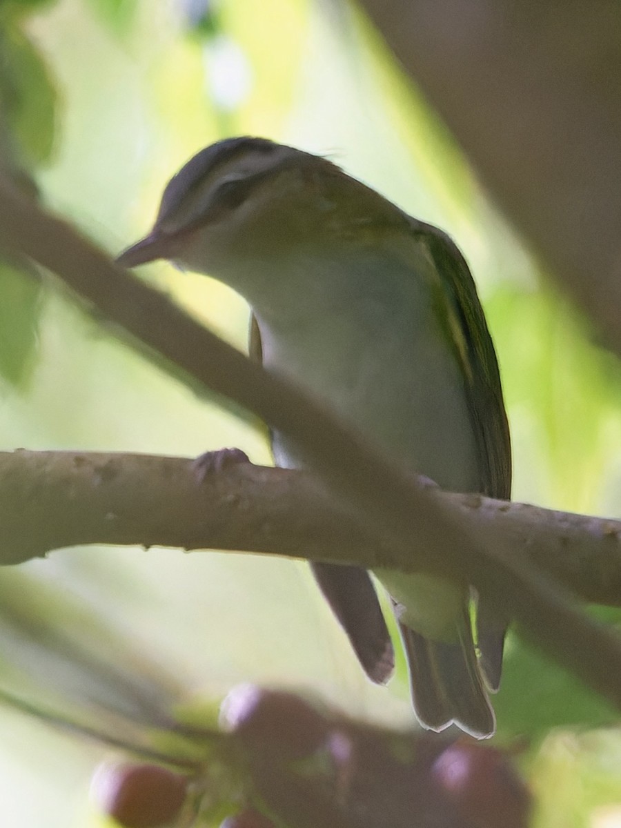 アカメモズモドキ - ML647235482