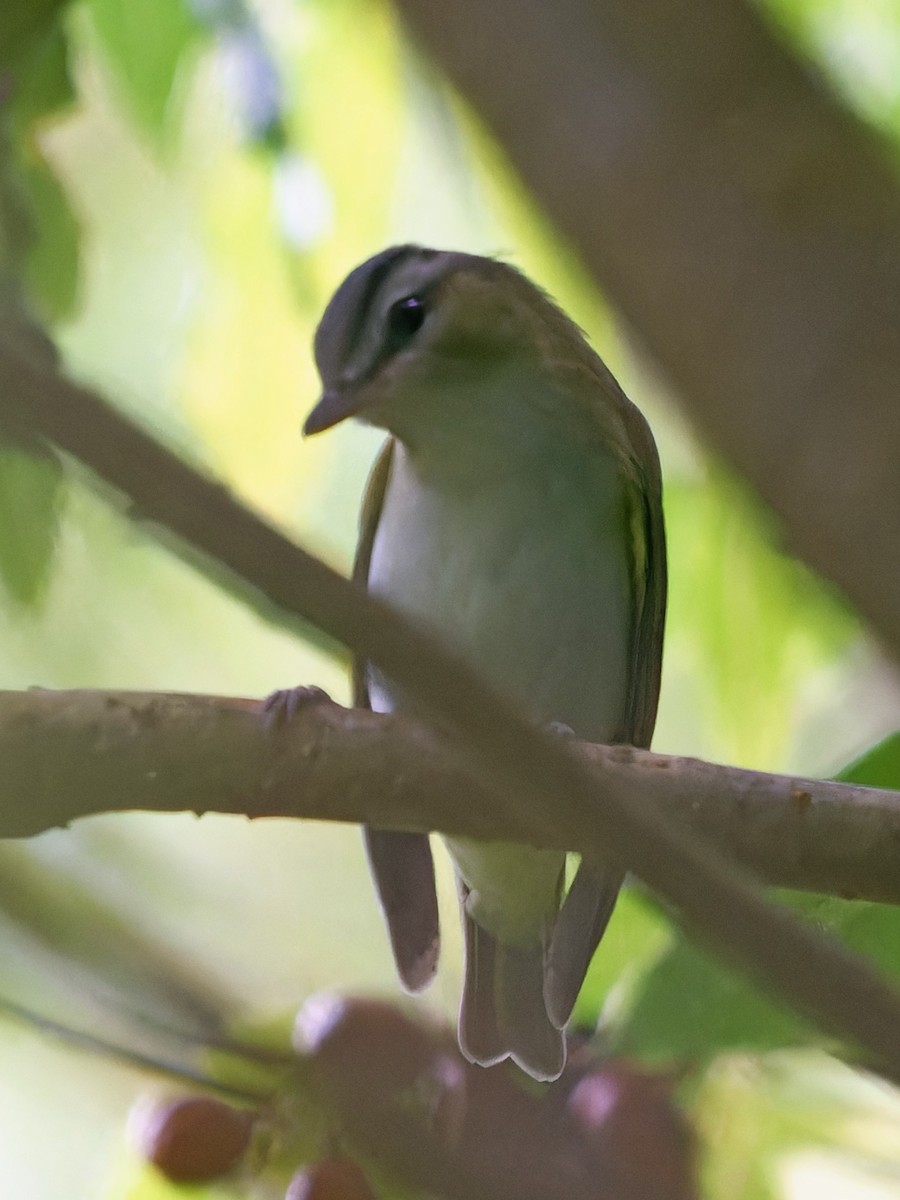 アカメモズモドキ - ML647235483