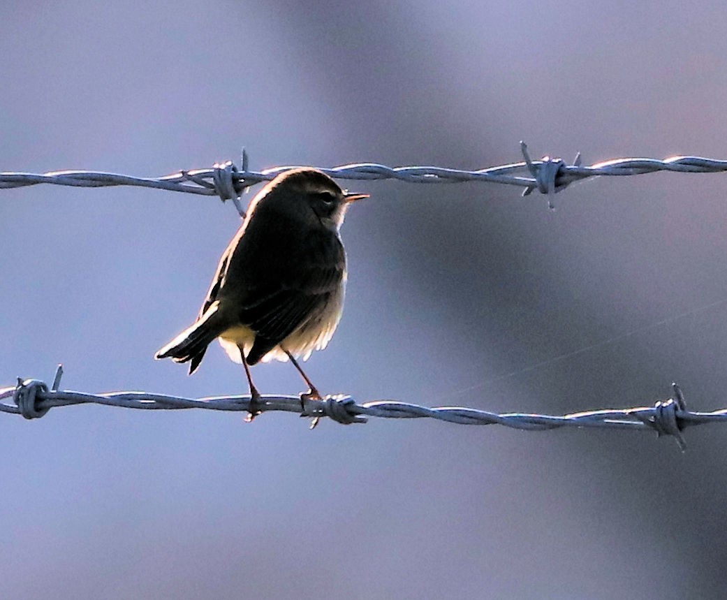Пальмовая древесница - ML647235490