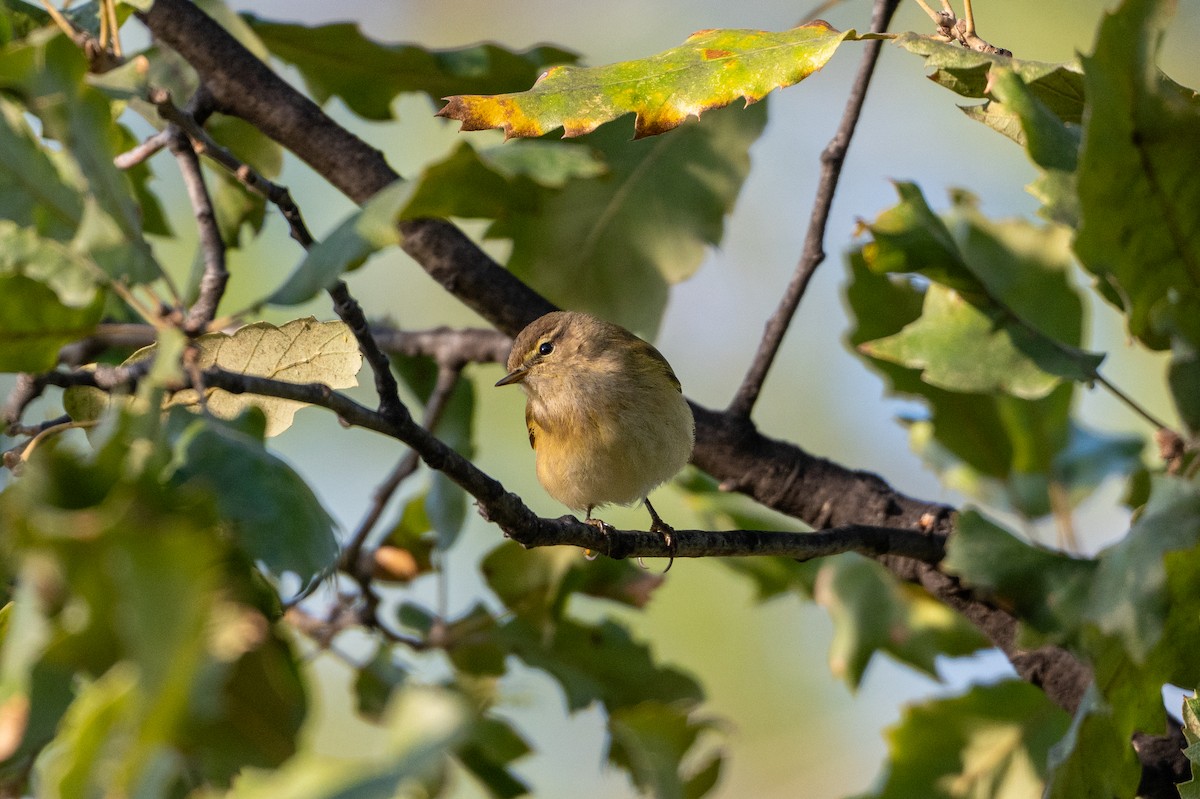 Урианхайн дууч шувуу - ML647235495