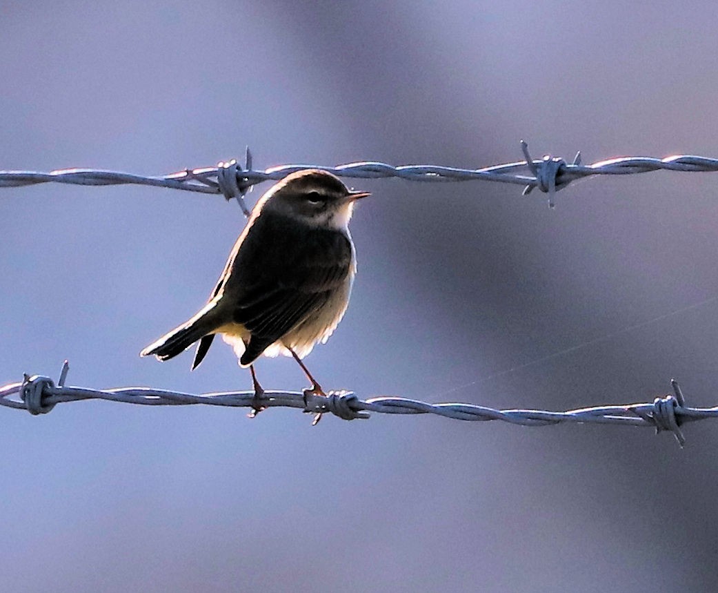 Пальмовая древесница - ML647235496
