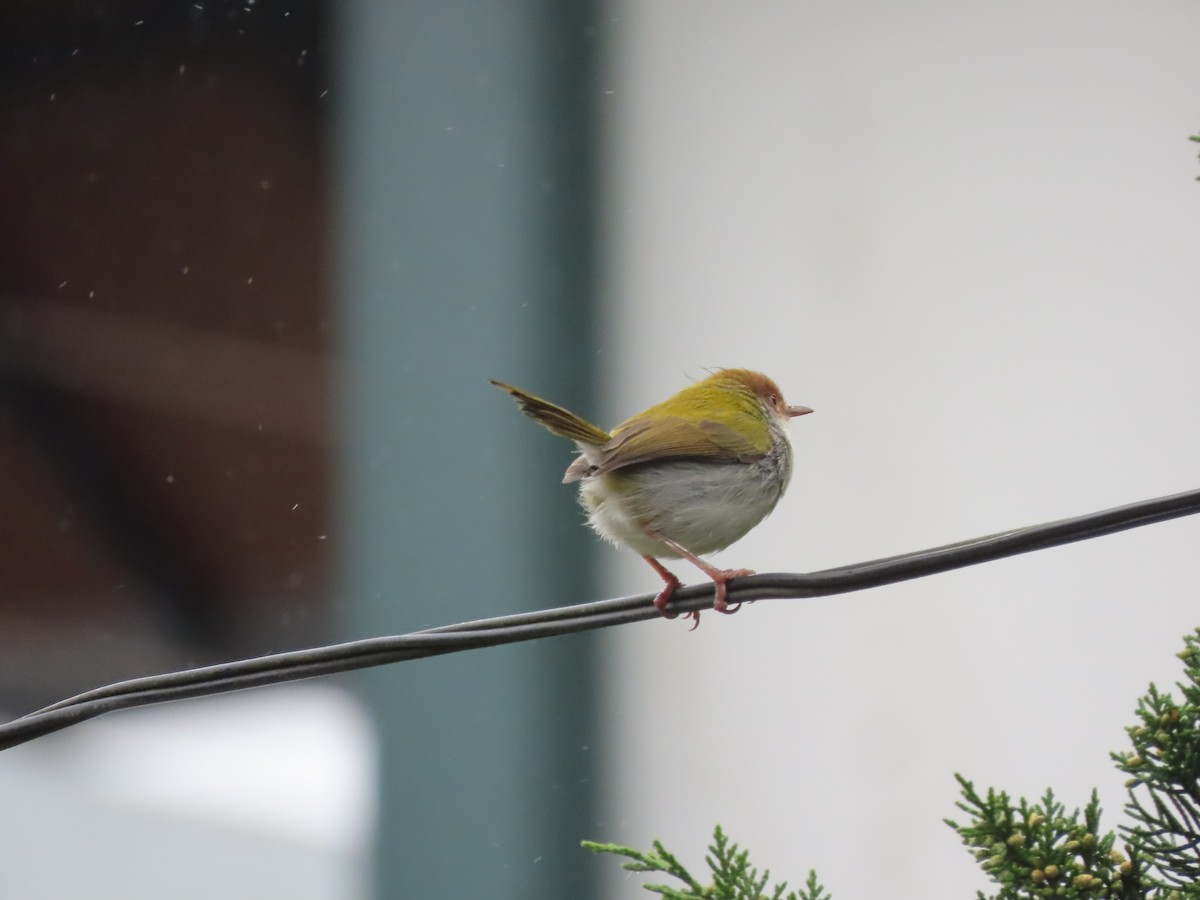 Terzikuşu - ML647235504