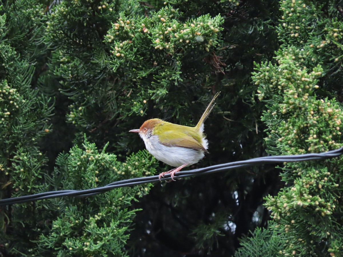 Terzikuşu - ML647235510