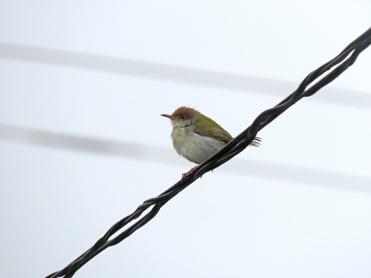 Terzikuşu - ML647235518