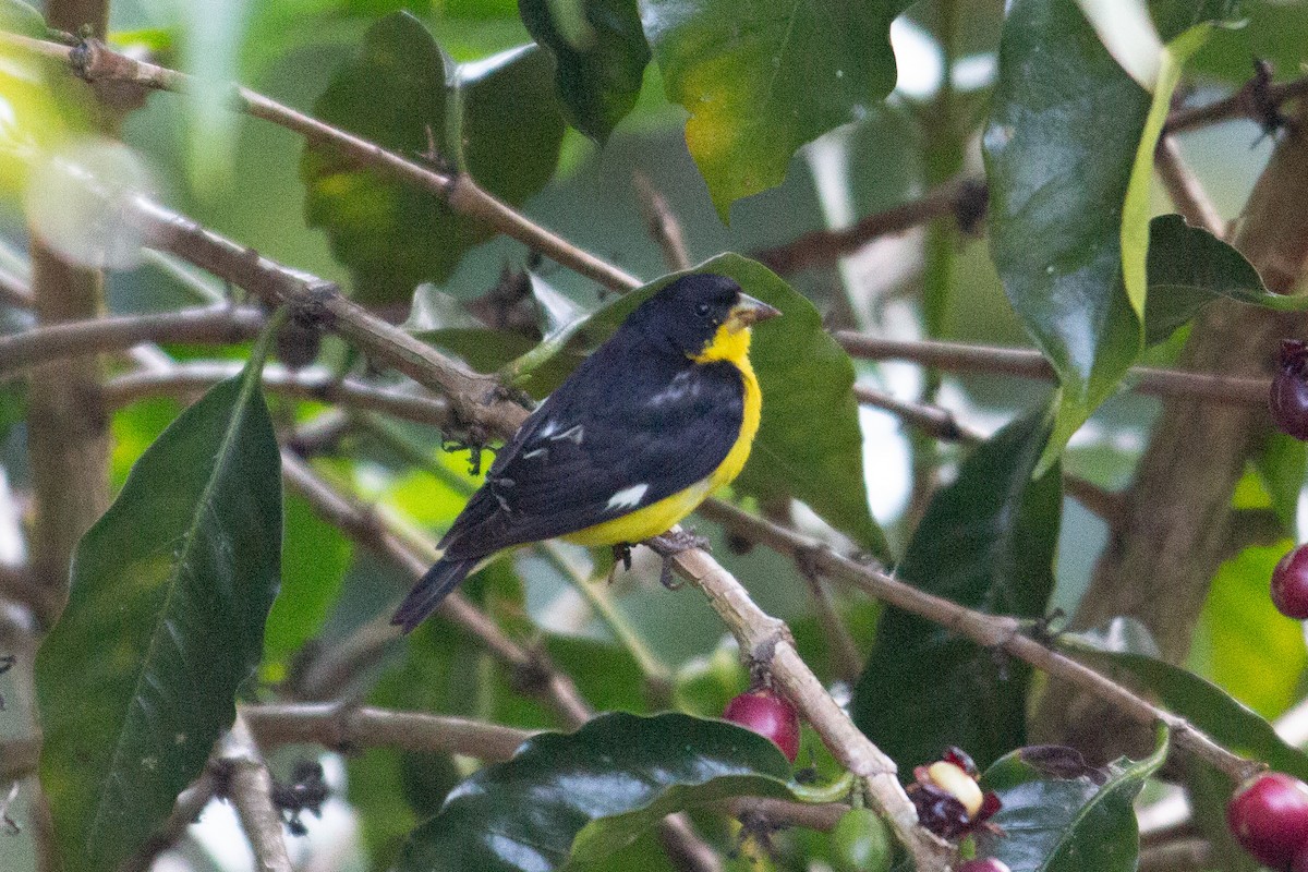 čížek mexický - ML647235567