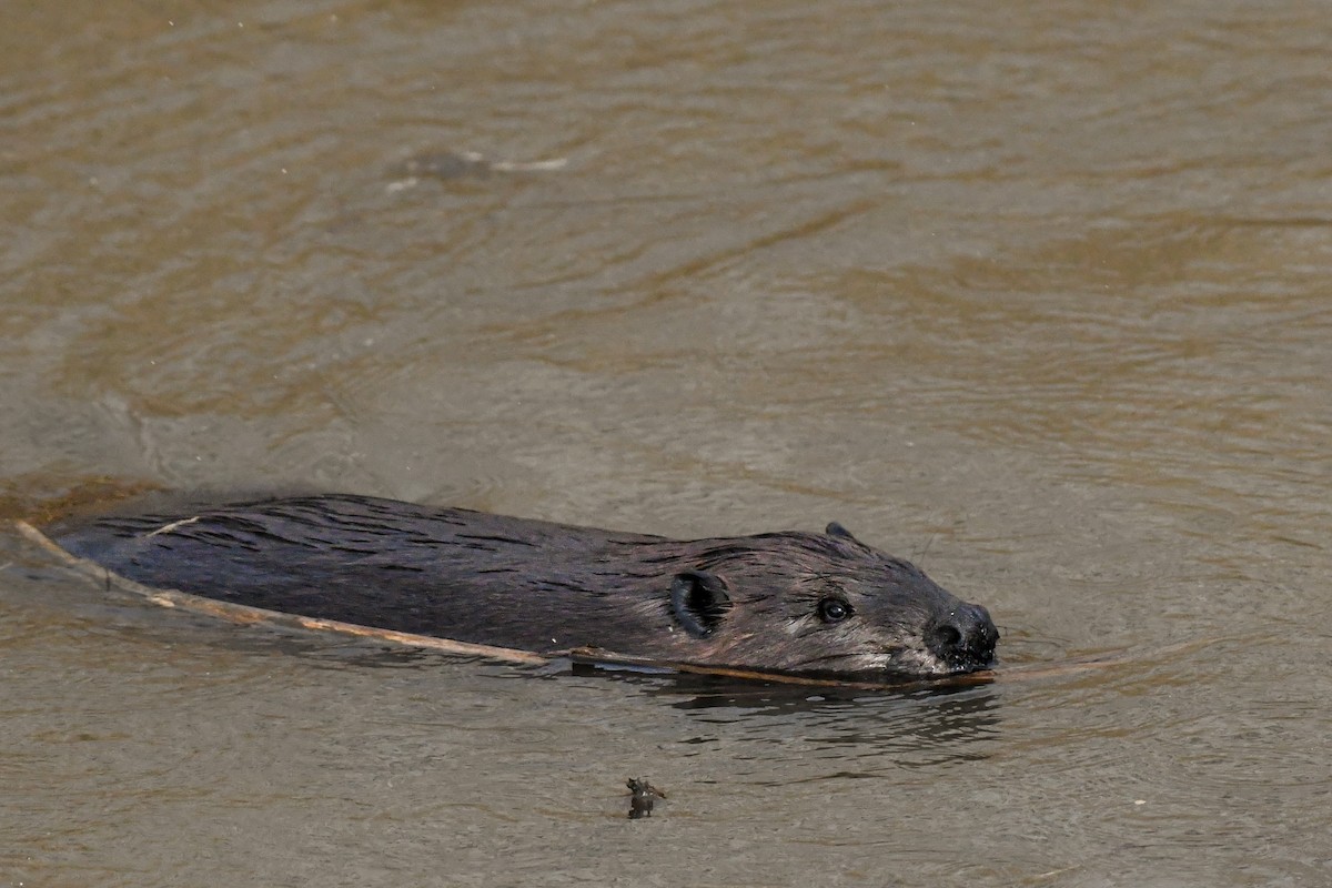 Castor americano - ML647235568