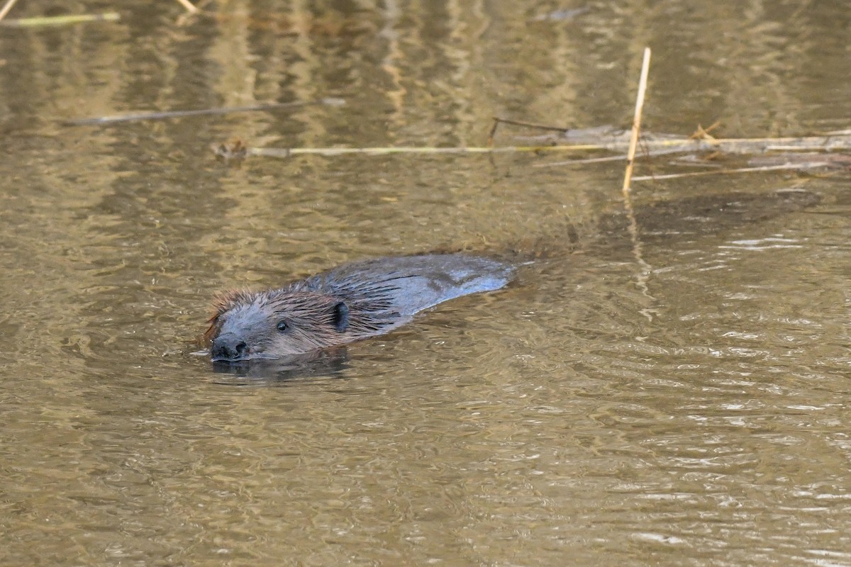 Castor americano - ML647235570