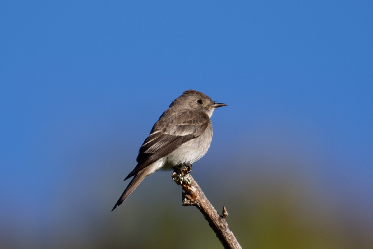 Pioui de l'Ouest - ML647235581