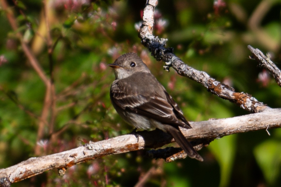 Pioui de l'Ouest - ML647235582