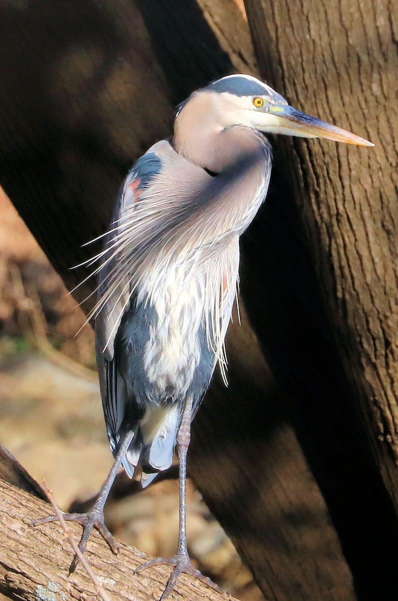 Большая голубая цапля - ML647235586