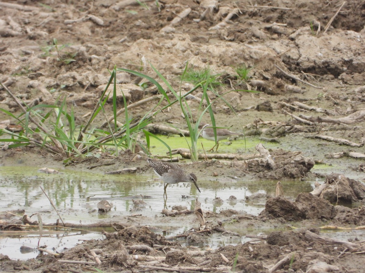 タカブシギ - ML647235600