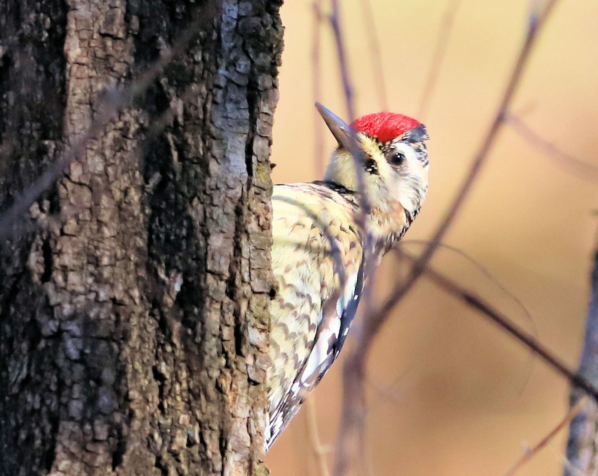 Желтобрюхий дятел-сокоед - ML647235602