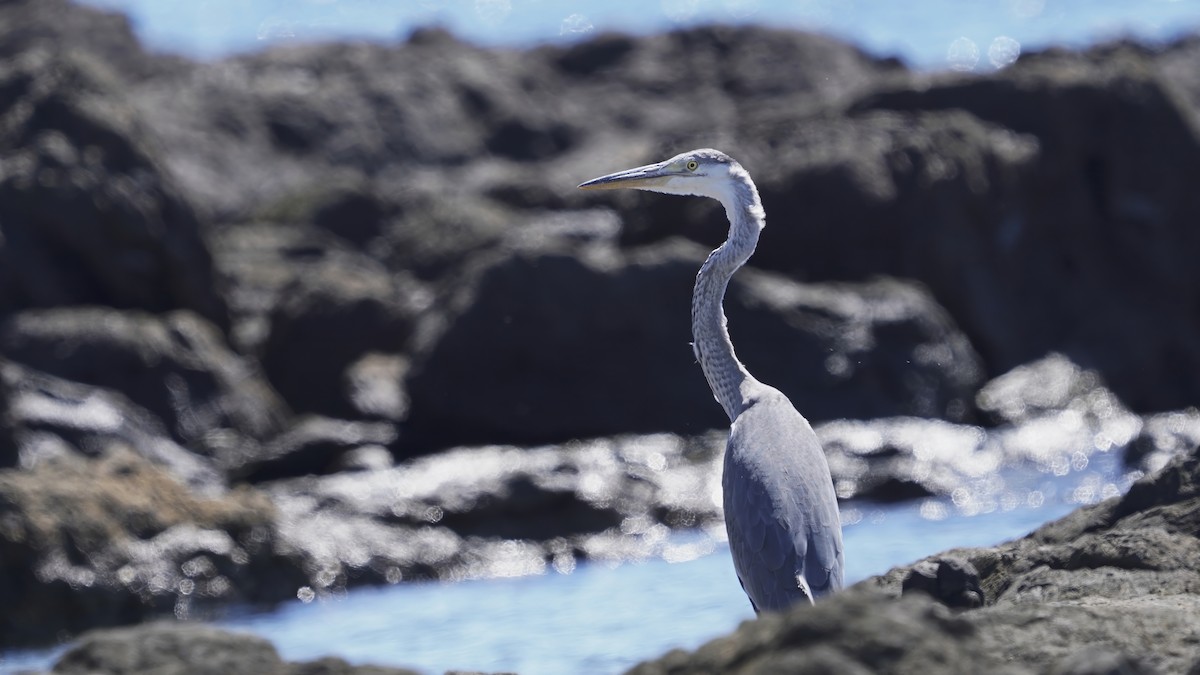 Gray Heron - ML647235605