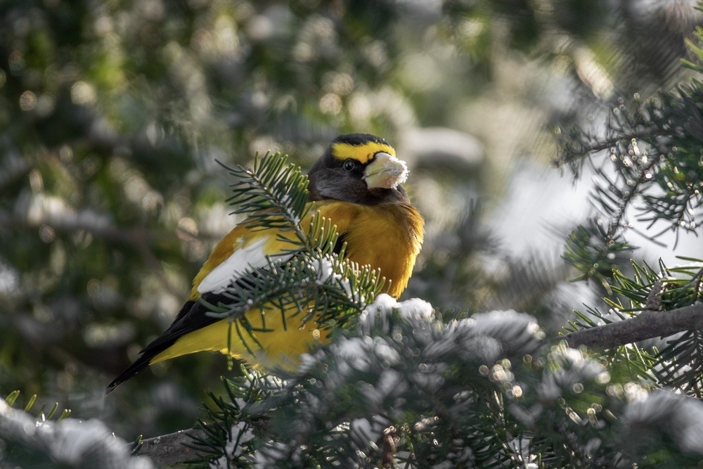 Evening Grosbeak - ML647235614