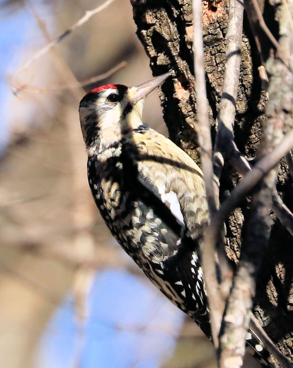 Желтобрюхий дятел-сокоед - ML647235616