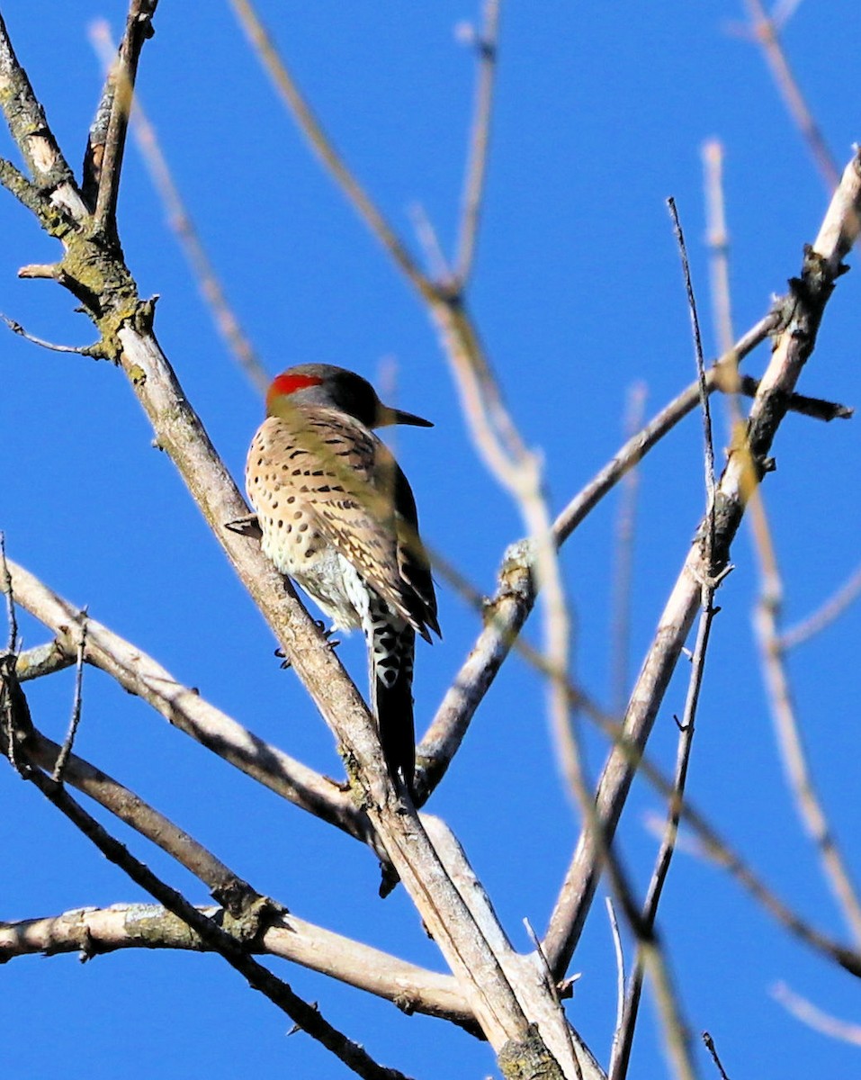 Шилоклювый дятел (auratus/luteus) - ML647235638