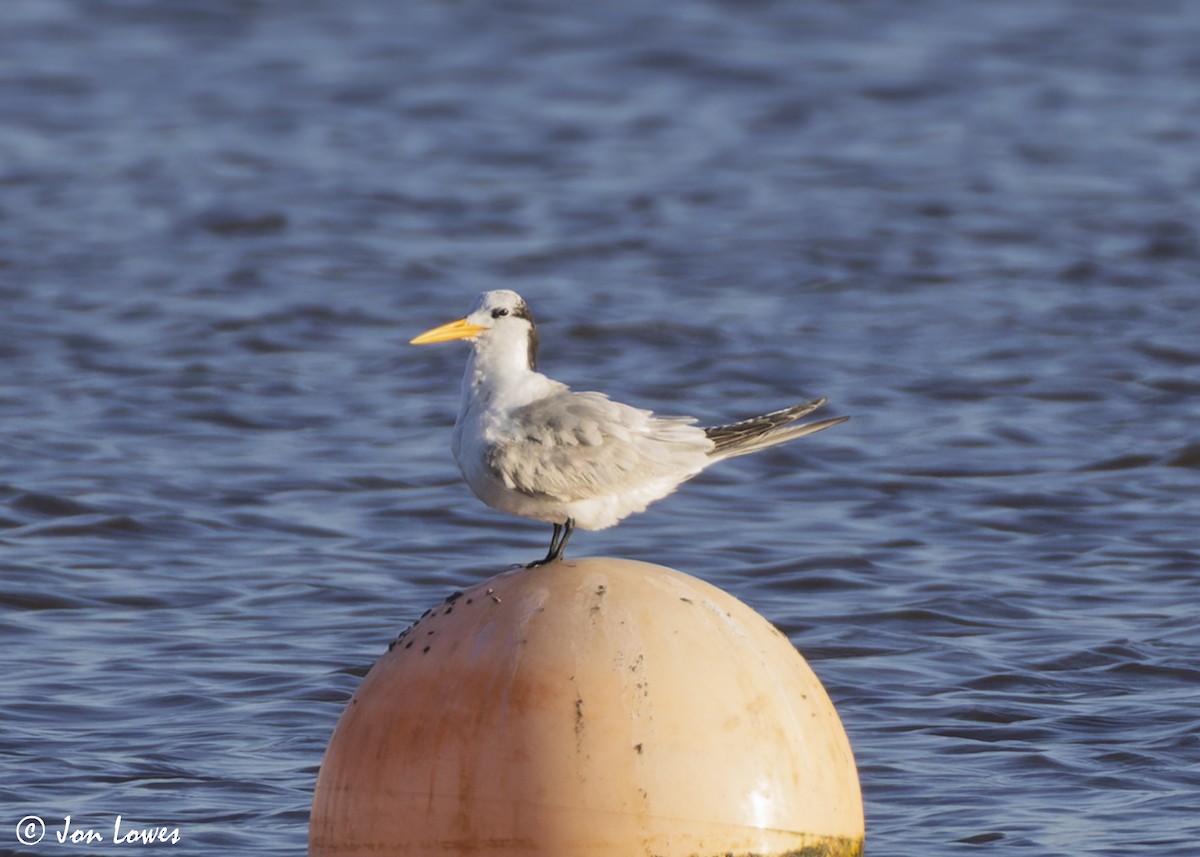 Bengalako txenada - ML647235644