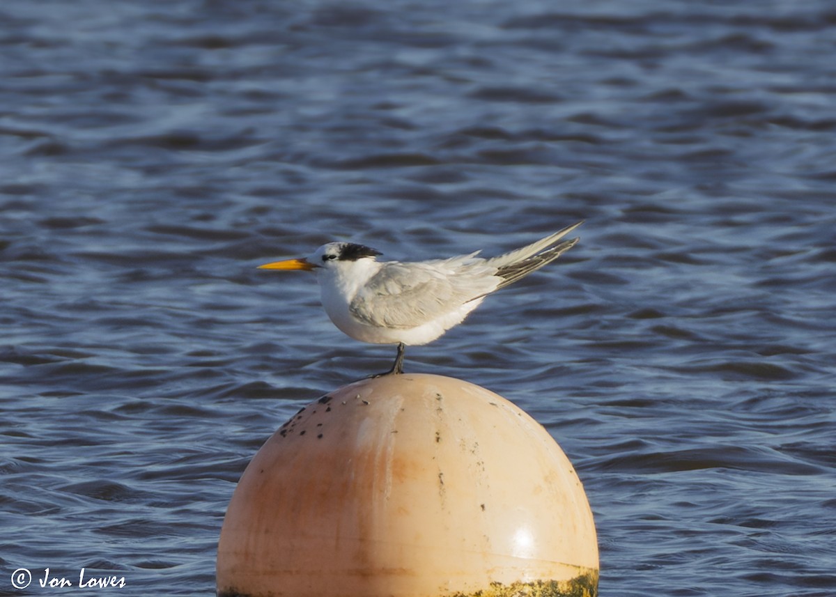 Bengalako txenada - ML647235646