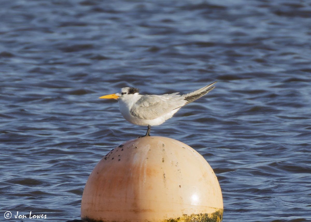 Bengalako txenada - ML647235647