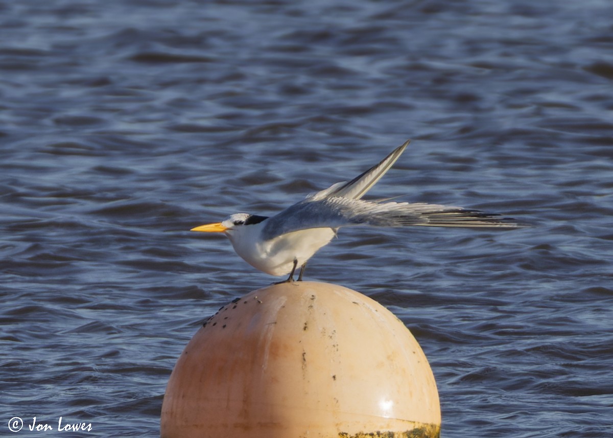 Bengalako txenada - ML647235648
