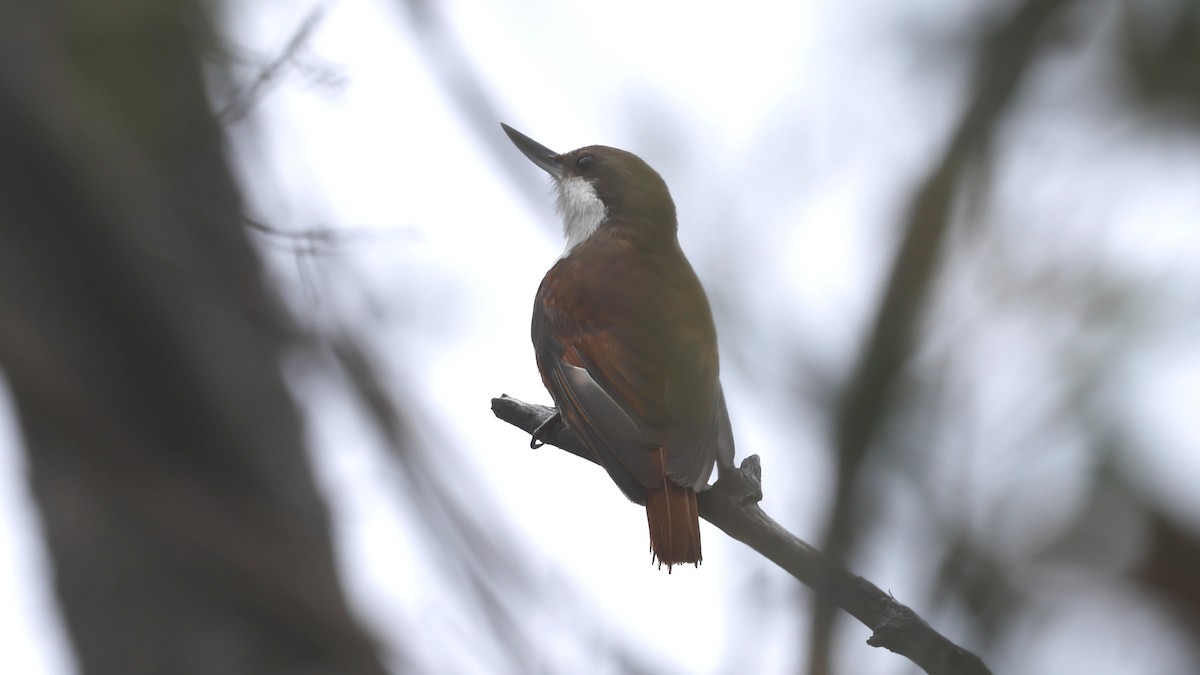 White-throated Treerunner - ML647235649