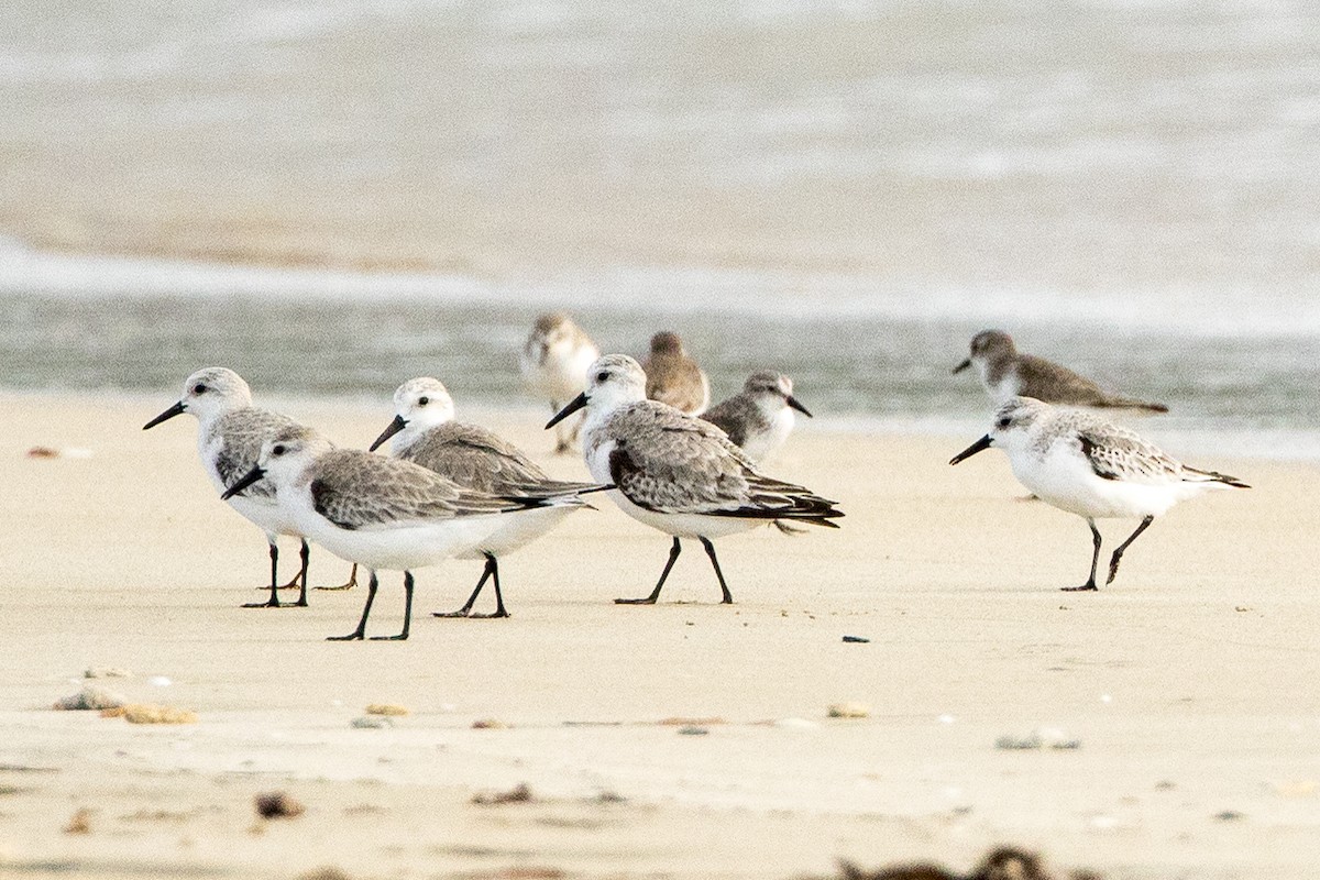 Песчанка - ML647235653