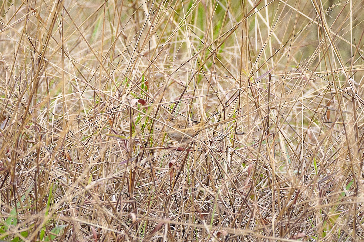 Grass Wren - ML647235654
