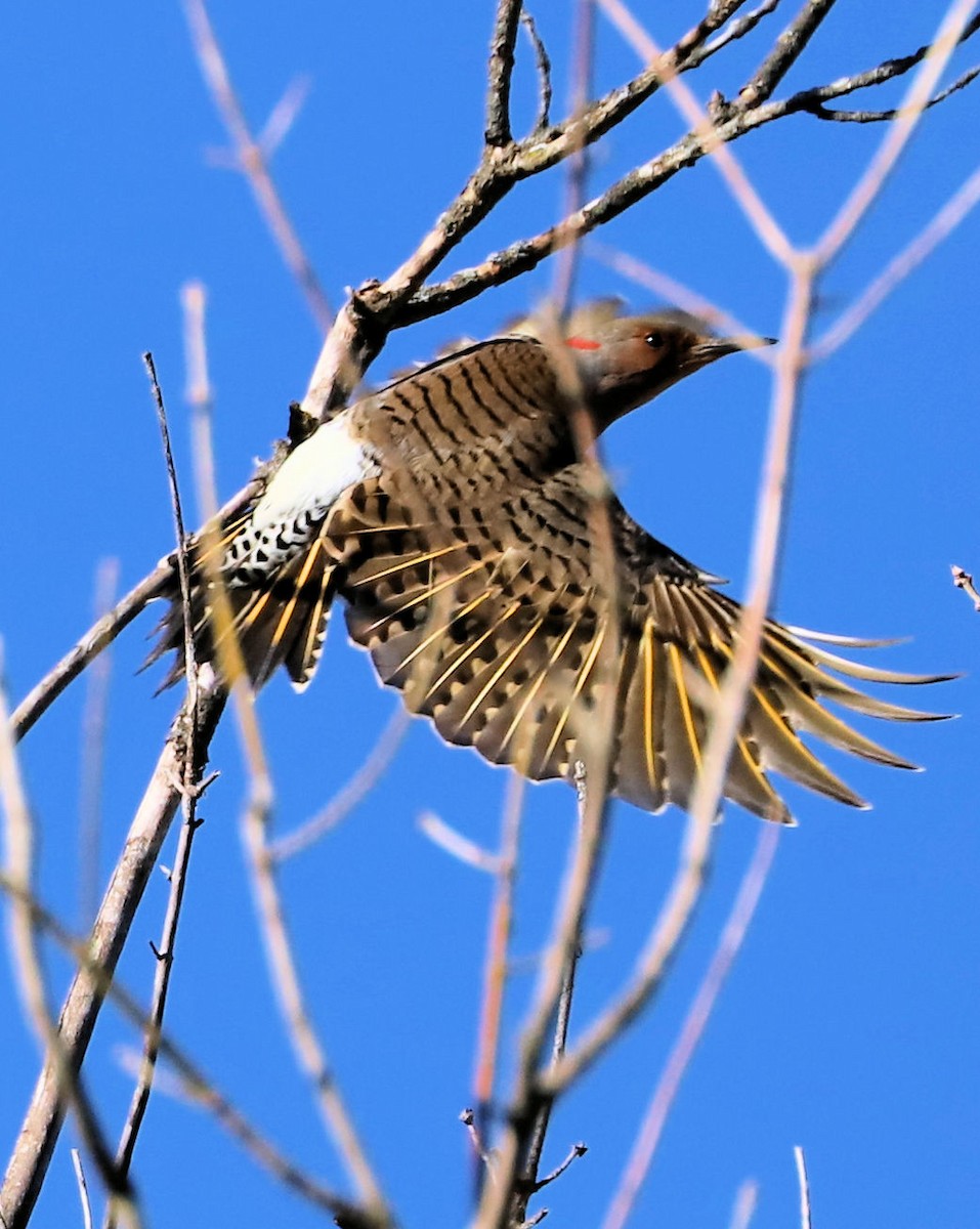 Шилоклювый дятел (auratus/luteus) - ML647235656