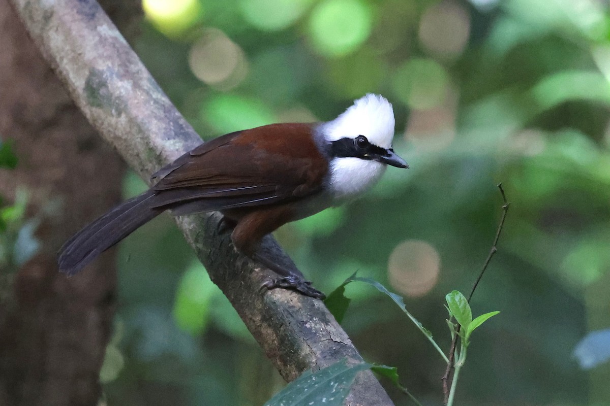 White-crested Laughingthrush - ML647235668