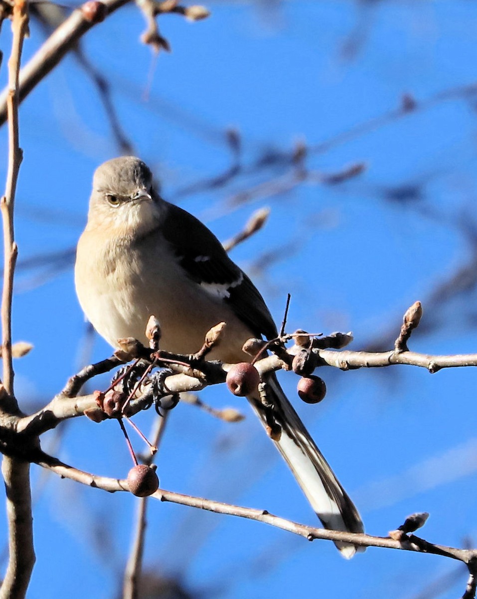 Многоголосый пересмешник - ML647235669