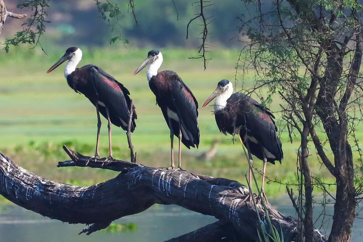 Asian Woolly-necked Stork - ML647235676