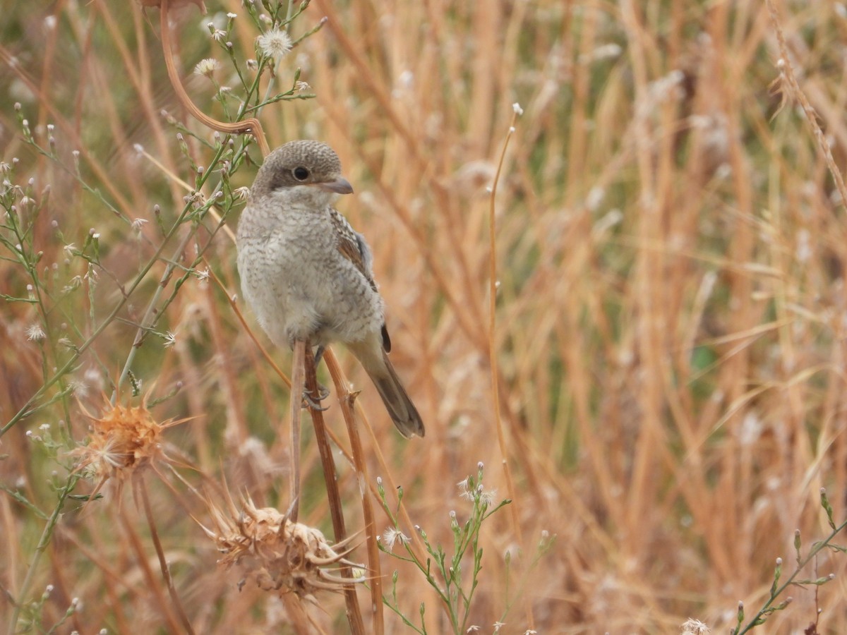 Woodchat Shrike - ML647235682