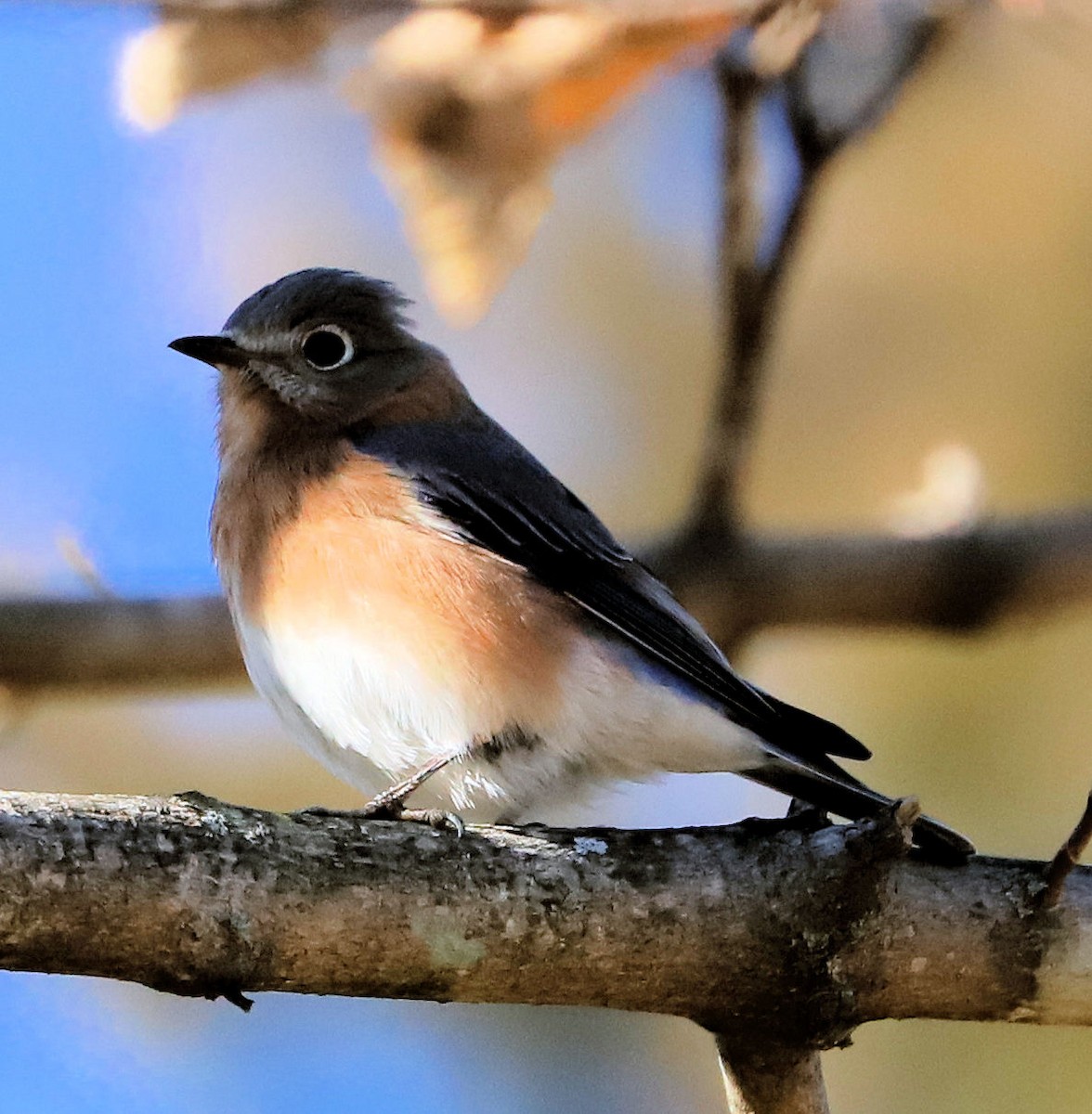 Восточная сиалия - ML647235687