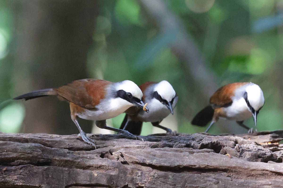 White-crested Laughingthrush - ML647235690